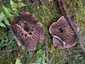 Cserepes gereben (Sarcodon imbricatus), Erdély, Hargita megye